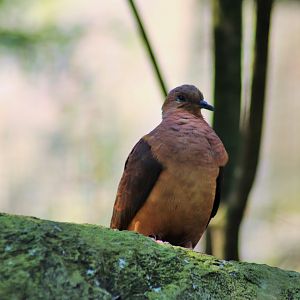 Brown Cuckoo Dove (Macropygia phasianella)