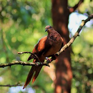 Brown Cuckoo Dove (Macropygia phasianella)