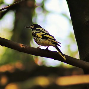 Regent Honeyeater (Anthochaera phrygia)