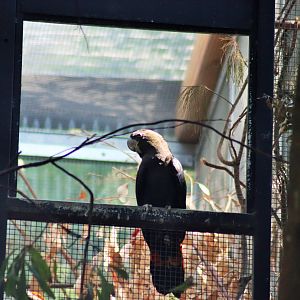 Glossy Black Cockatoo (Calyptorhynchus lathami)