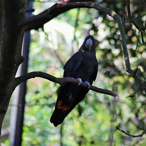 Glossy Black Cockatoo (Calyptorhynchus lathami)