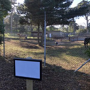 Therapy horse paddocks