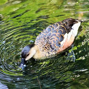 Wandering Whistling Duck (Dendrocygna arcuata)