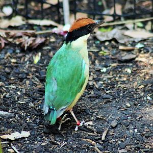 Noisy Pitta (Pitta versicolor)