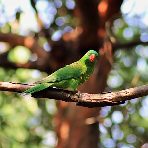 Scaly-breasted Lorikeet (Trichoglossus chlorolepidotus)