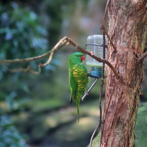 Scaly-breasted Lorikeet (Trichoglossus chlorolepidotus)