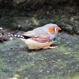 Zebra Finch (Taeniopygia guttata)