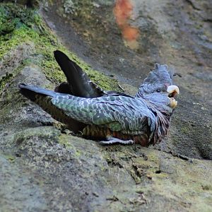 Gang-gang Cockatoo (Callocephalon fimbriatum)