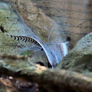 Superb Lyrebird (Menura novaehollandiae)