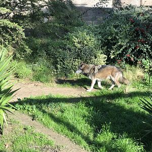 Mexican wolf