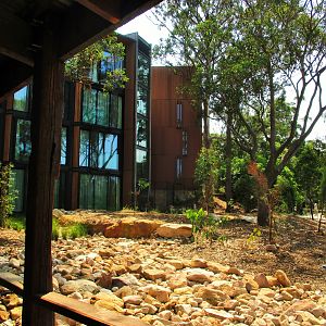 New Red Kangaroo Enclosure