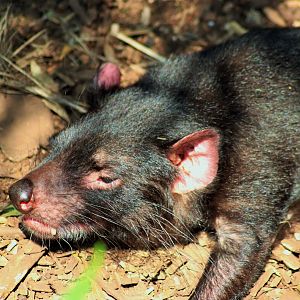 Tasmanian Devil (Sarcophilus harrisii)