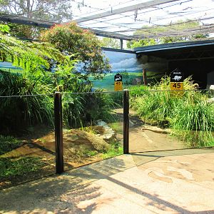 Tasmanian Devil Enclosure