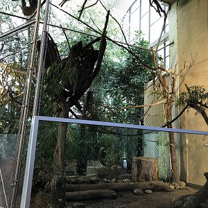 Linnaeus's two-toed sloth exhibit