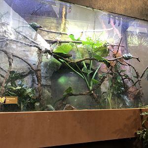 Emerald tree boa exhibit