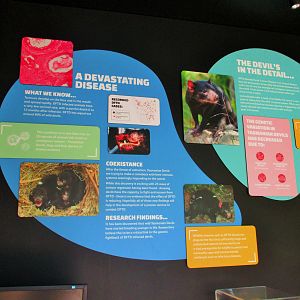 Tasmanian Devil Signage