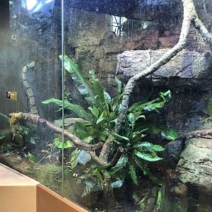 Red-tailed boa exhibit