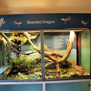 Bearded Dragon Tank