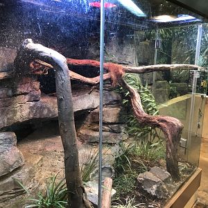 Guatemalan spiny-tailed iguana exhibit