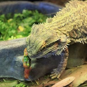 Central Bearded Dragon (Pogona vitticeps)