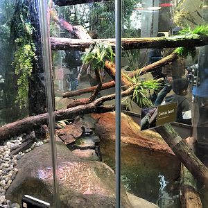 Northern caiman lizard exhibit