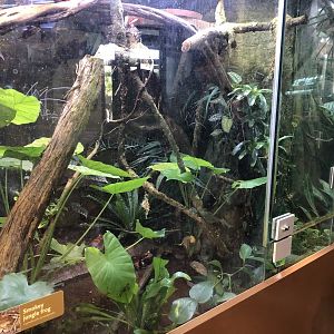 Smoky jungle frog exhibit