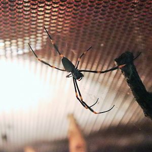 Golden Orb Weaver (Nephila sp.)