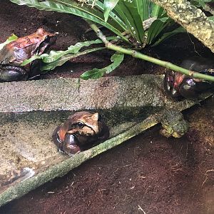 Smoky jungle frog