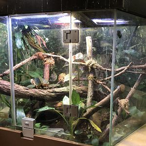 Amazon tree boa exhibit