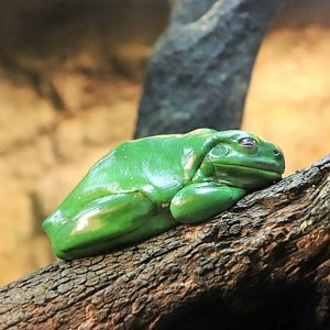 Green Tree Frog (Litoria caerulea)