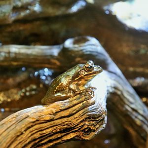 Green and Golden Bell Frog (Litoria aurea)