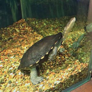 Eastern Long-necked Turtle (Chelodina longicollis)