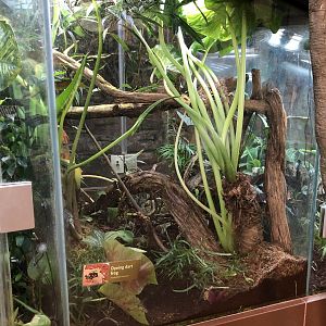 Dyeing poison dart frog exhibit