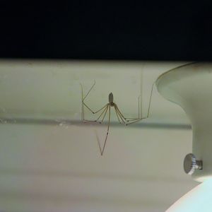 Daddy Long-legs Spider (Pholcus phalangioides)