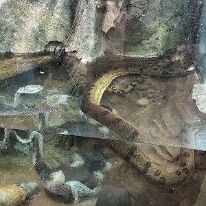 Green anaconda and its shed