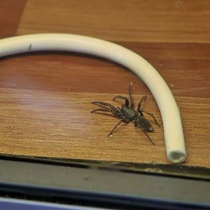 White-tailed Spider (Lampona sp.)