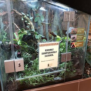 Golfodulcean poison frog/Green-and-black dart frog exhibit (currently empty)