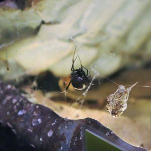 Redback Spider (Latrodectus hasselti)