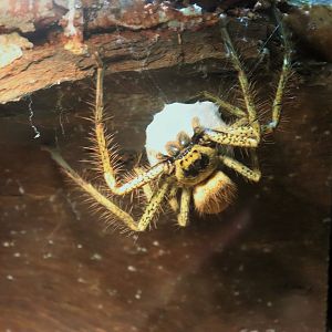 Golden Huntsman Spider (Beregama aurea)