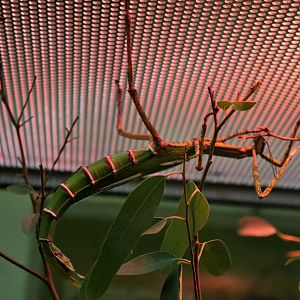 Goliath Stick Insect (Eurycnema goliath)