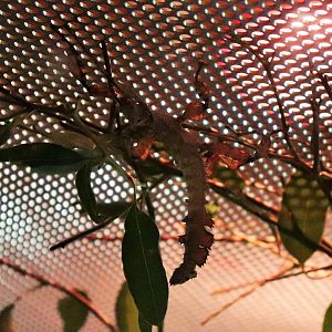 Spiny Leaf Insect (Extatosoma tiaratum)