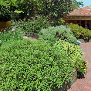 Backyard to Bush- Garden Area