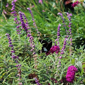 Orchard Swallowtail Butterfly (Papilio aegeus)