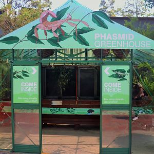 Phasmid Greenhouse