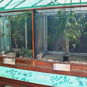 Stick Insect Enclosures