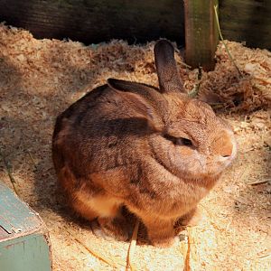 Domestic Rabbit (Oryctolagus cuniculus)