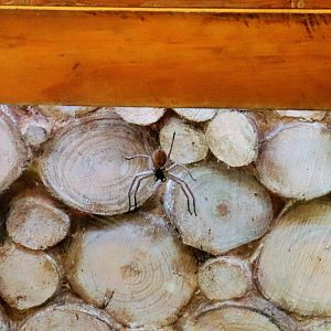 Communal Huntsman Spider (Delena cancerides)