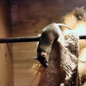 House Mouse (Mus musculus)