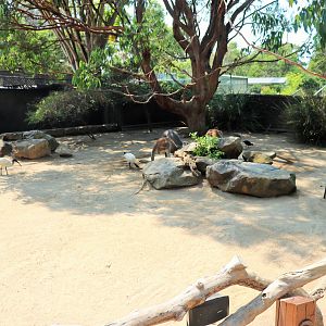 Macropod Walk-through