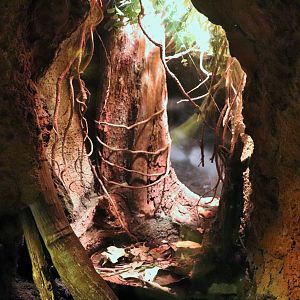 Giant Burrowing Cockroach Enclosure